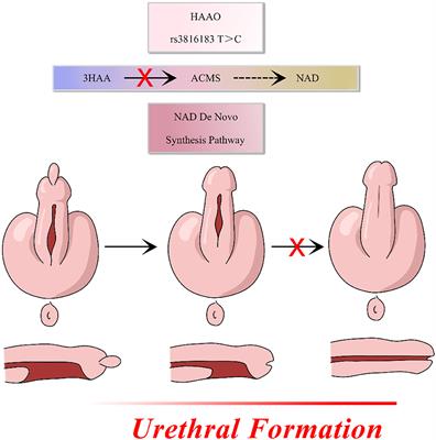 HAAO rs3816183 Polymorphisms [T] Increase Anterior/Middle Hypospadias Risk in Southern Han Chinese Population